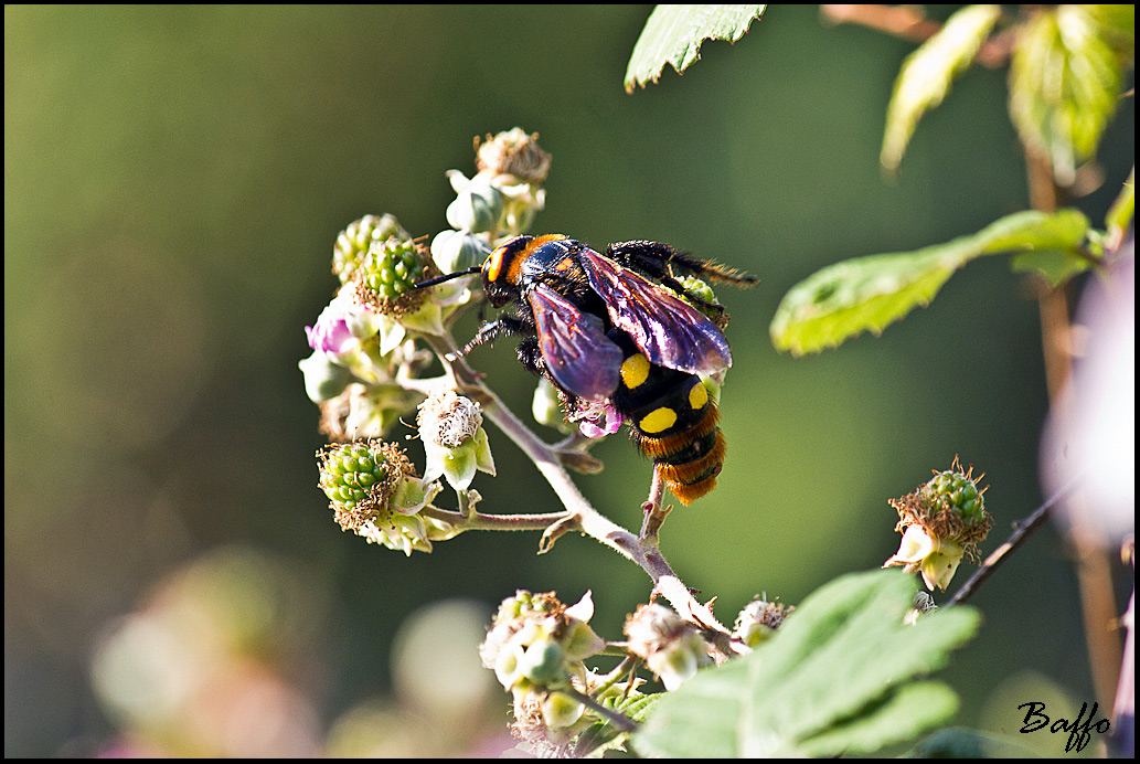 Megascolia maculata maculata - Lussino (Croazia)